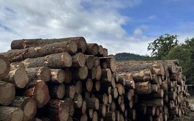 Auzo-egur sorten eskaerak aurkezteko epea zabalik dago