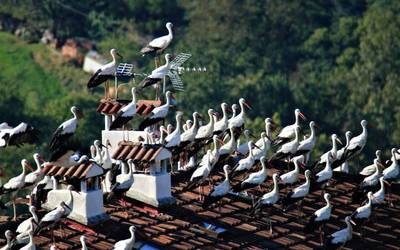 [ARGAZKIAK] Zikoinak bisitan izan dira Arantzan