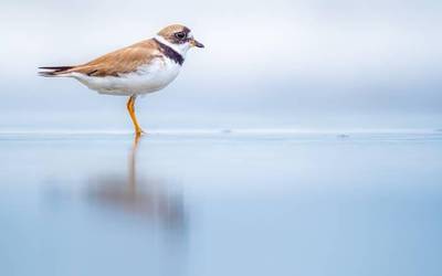 [ARGAZKI GALERIA]: ANBOTOko argazki lehiaketak baditu irabazleak