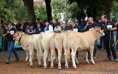 Behi azienda piriniotarraren lehiaketa-enkante nazionala asteburu honetan Elizondon