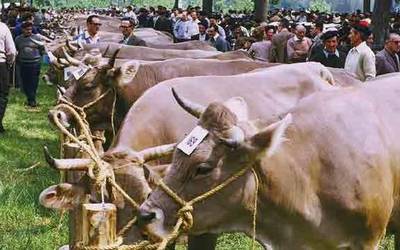 Behi piriotarraren XXXVI. lehiaketa eta erakustaldia Elizondon