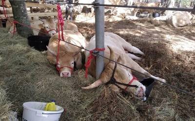 160 buru Elizondon egindako Behi azienda piriniotarraren XXXVI. lehiaketan