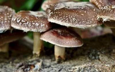 Shiitake ekoizpenaren inguruko ikastaroa urriaren 10ean Donezteben