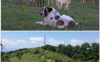 Mastin arrazako txakur batek izua zabaldu du Karakaten
