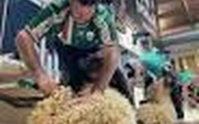 Euskal Herriko ardi moztaileen lehen txapelketa arrakasta haundiz bururatu da