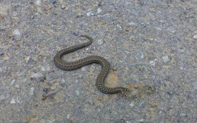 Biologia zein historia jorratuko dituzte Aztarna elkartearen jardunaldietan, gaurtik ostegunera