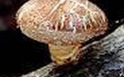 Shiitake onddoaren ekoizpena