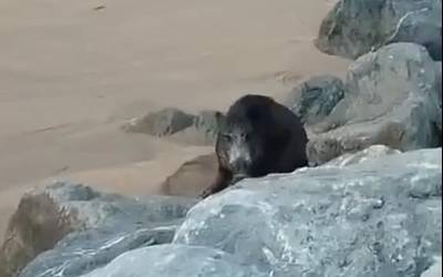 Basurde bat agertu da Santiago hondartzan