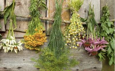 Joskintza eta sendabelarrak,  Hamabostaldi Berdea irekitzeko