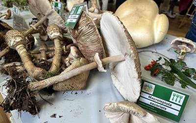 Mikologiaren inguruan