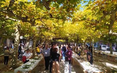 Ziza eta landare artean