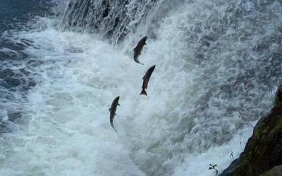 Ortziralean hasiko da Beran 'Izokina Bidasoan gora eta Bera' zikloa