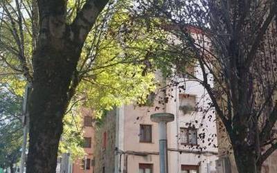 Herriko zuhaitzen egoerari buruzko azterlana aurkeztuko dute Durangon