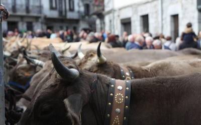 Bortzirietako abeltzainek ez dute aziendarik plazaratuko aurtengo Lesakako Ferietan