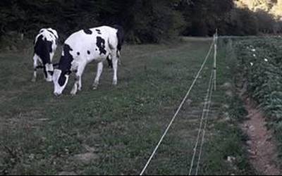 Abeltzaintza bulegoan sar-atera