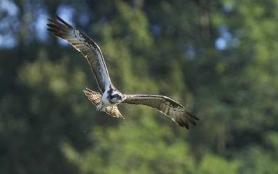 Hiru arrano arrantzalek hartu dute atseden Beduan