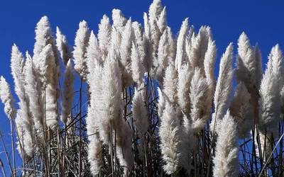 Landare inbaditzaileen garbiketa domekan Derion