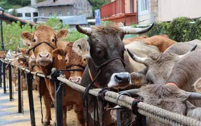 Ganadurik gabeko Gaztañerre azoka