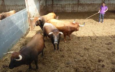 Bergarako Zezenak ganadutegiak abelburu guztiak hil beharko ditu tuberkulosi kasu baten eraginez