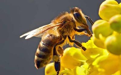 Erlezaintzaren dekretuak euskara gutxiesten duela salatu du Administrazioan Euskaraz Taldeak