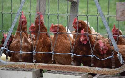 Hegazti gripearen agindua berrikusteko eskatu du aldundiak