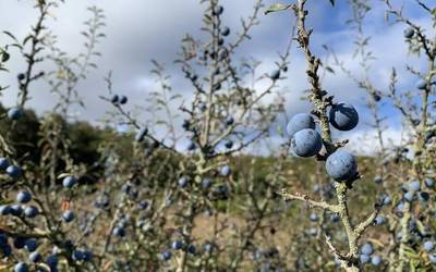 Udazken giroa berreskuratuz