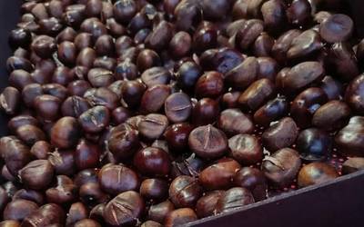 Sahararen aldeko Gaztañerre egingo dute Berrizen, gaur