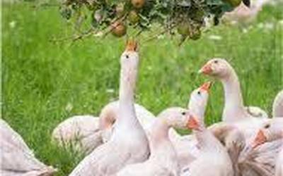 Abeltzaintza dibertsifikatuari buruzko tailerra izanen da azaroaren 24an eta 25ean Donezteben