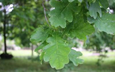 Haritzaren historia eta toponimia, Badena eta Eztena kolaborazioan