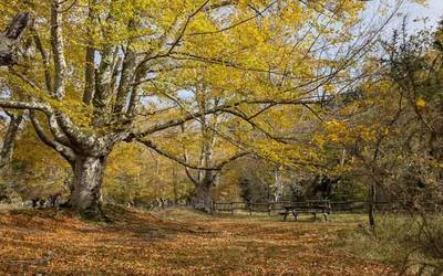 Zenbait orduz, argiago