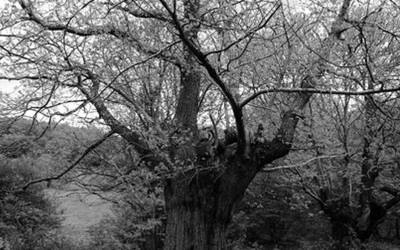 Eta zer gaztaina eta zer gaztainondo (I)