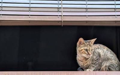 Grisean jarraitzeko asmoa du