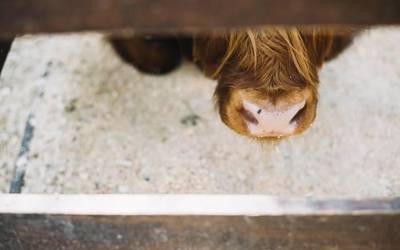 Zein da 'ganaana' Azkoitiko hitzaren esanahia?