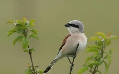 Antzandobi arrunta, ingurumen tarteko gaurko protagonista