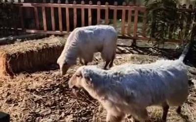 Bizidun bilakatu du Olentzeroren eta Mari Domingiren txabola Bittor Murguzurrek