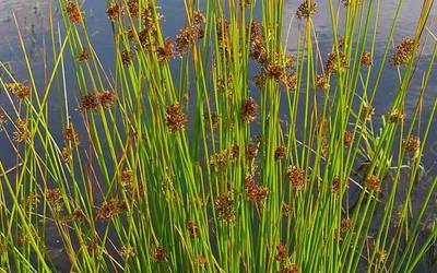 Ihia, 'Badena eta eztena' atalean