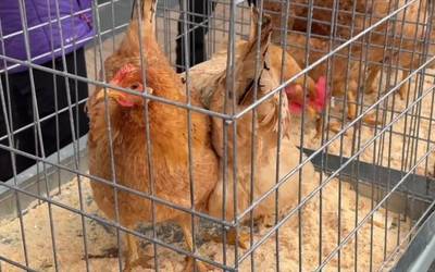 Hegaztirik ez, baina ganadua egongo da santamasetako azokan