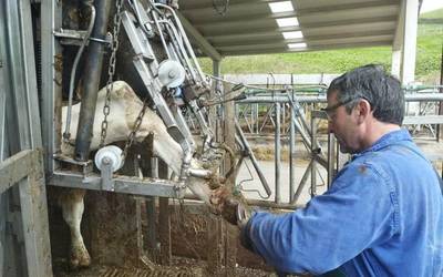 Nafarroako Gobernuak behiak txertatu nahi ditu, Dermatosi Nodular Kutsakorraren kontra