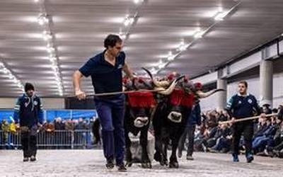 Bertan behera gelditu da gaur Elgoibarren jokatzekoa zen Idi Kintopekoen finala