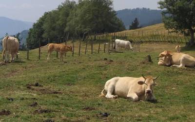 Bageak bilera irekia egingo du urtarrilaren 2an, Azpeitiko Baigeran
