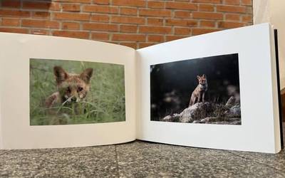 Begirada baten argazkiak