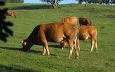 Elizondoko abeltzaintza bulegoan sar-atera