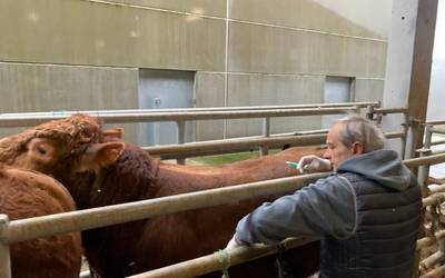 Gipuzkoako behi azienda osoa txertatzen hasi da aldundia gaur, prebentzioz