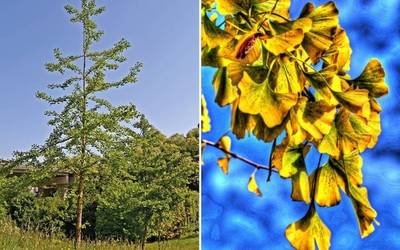 Basarteko ginkgoak: dinosauroen garaikideak - Ginkgo biloba