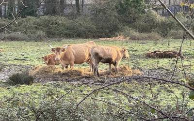 Dermatosi nodular kutsakorraren aurkako txertoa jartzen hasi dira Gipuzkoan