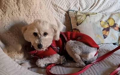 Topatu dute Urduñan desagertutako txakurra