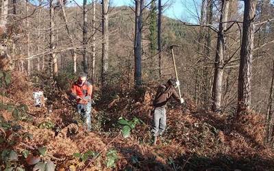 200 zuhaitz landare sartu dituzte Gaztandolan, gaixotutako pinadi baten