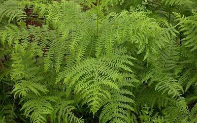 Iratzea, 'Badena eta Eztena' kolaborazioan