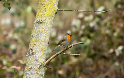 Arakil eta argazkilaritza