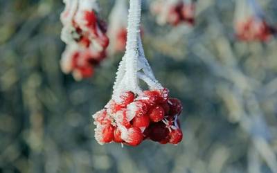 Hotza falta denean: izozteak eta nekazaritzaren oreka